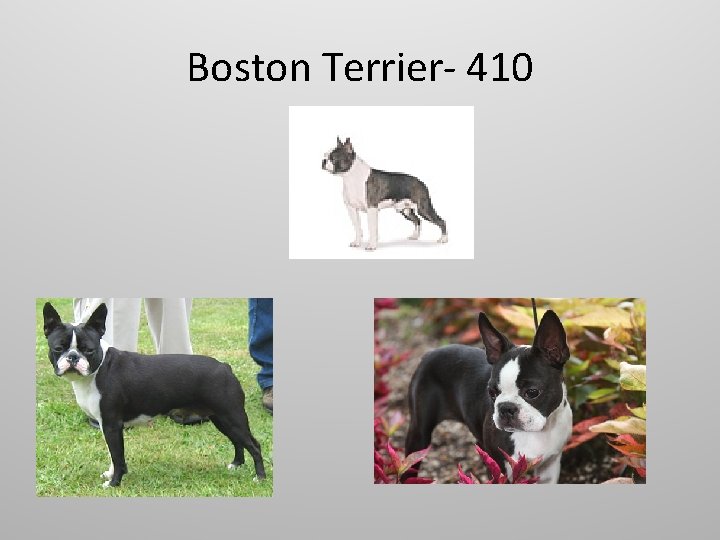 Boston Terrier- 410 
