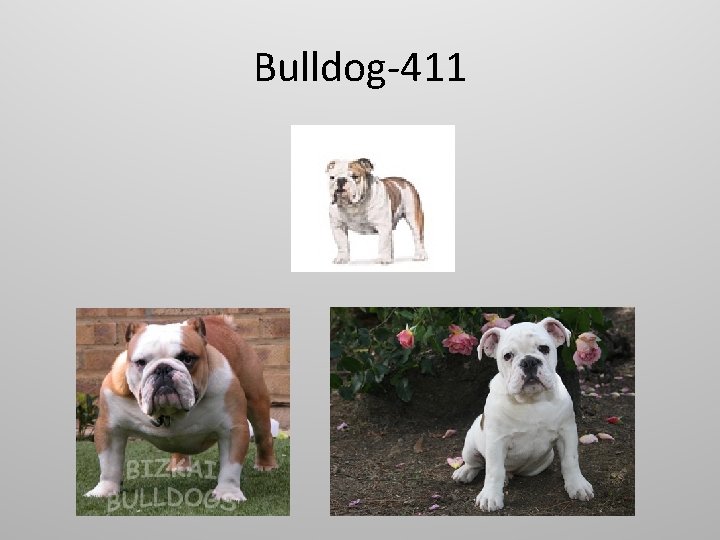 Bulldog-411 