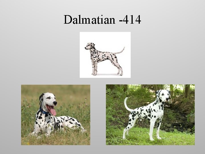 Dalmatian -414 