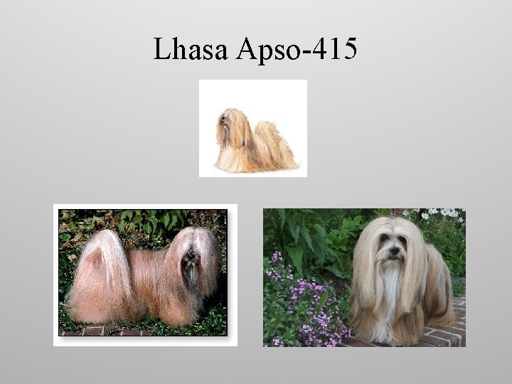 Lhasa Apso-415 
