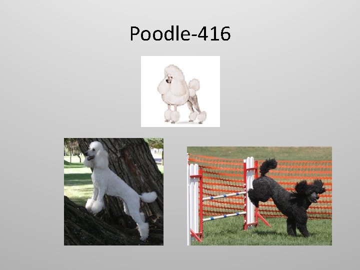 Poodle-416 