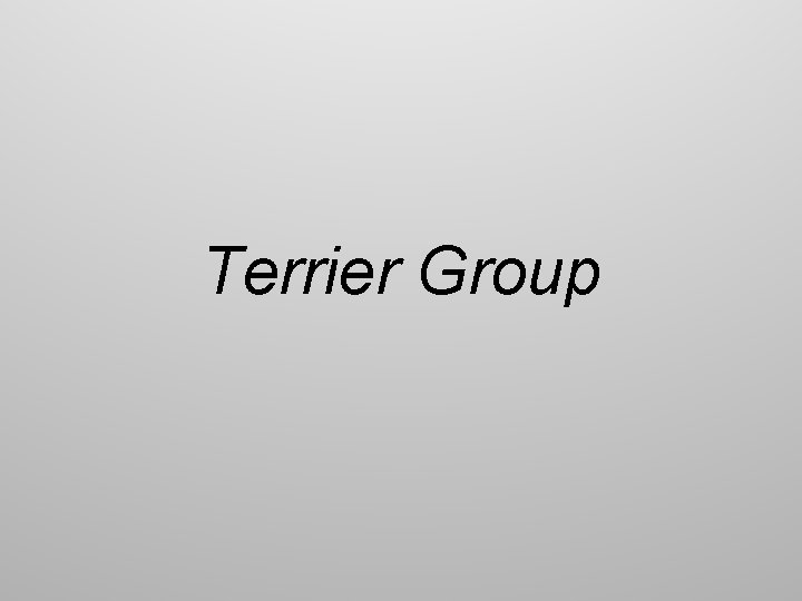 Terrier Group 