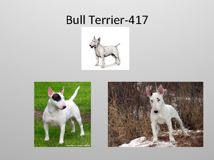 Bull Terrier-417 