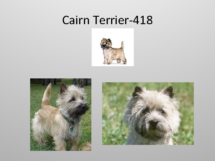 Cairn Terrier-418 