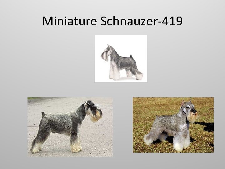 Miniature Schnauzer-419 