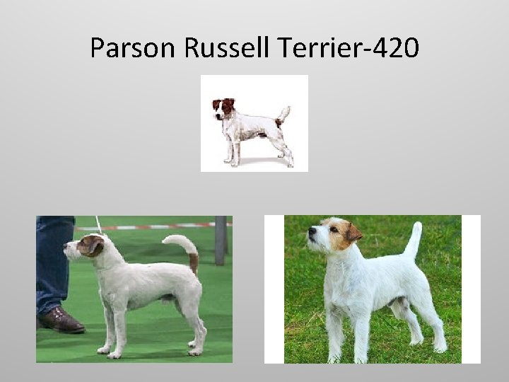Parson Russell Terrier-420 