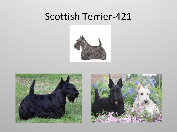 Scottish Terrier-421 