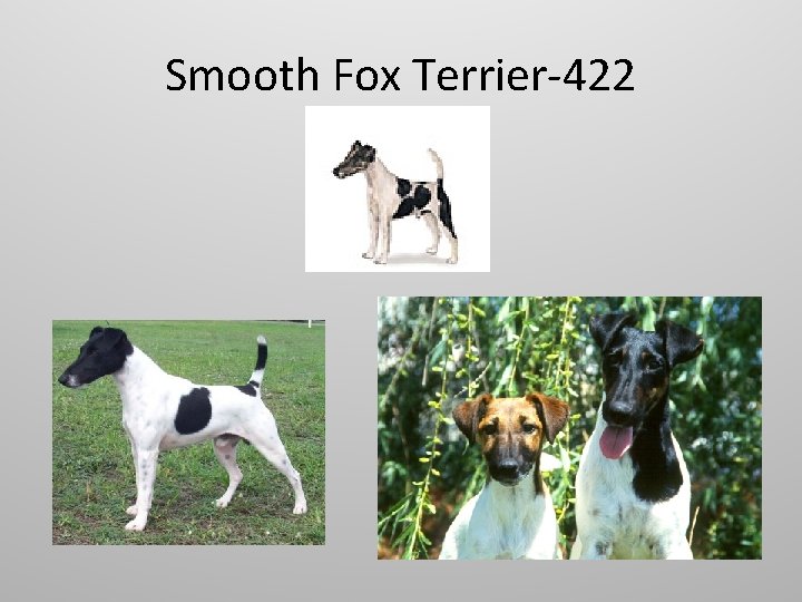 Smooth Fox Terrier-422 