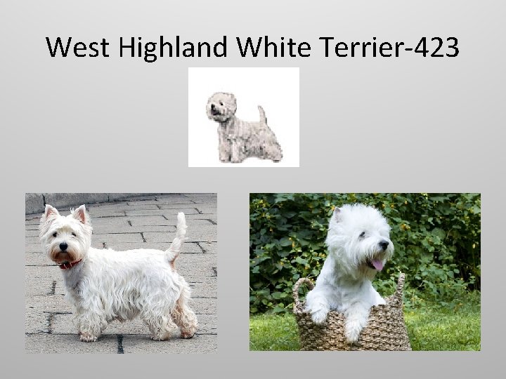 West Highland White Terrier-423 