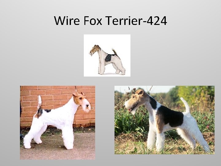 Wire Fox Terrier-424 