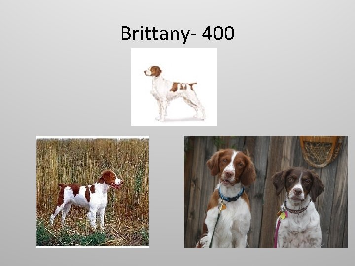 Brittany- 400 