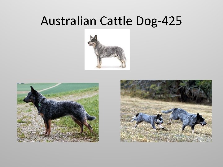 Australian Cattle Dog-425 