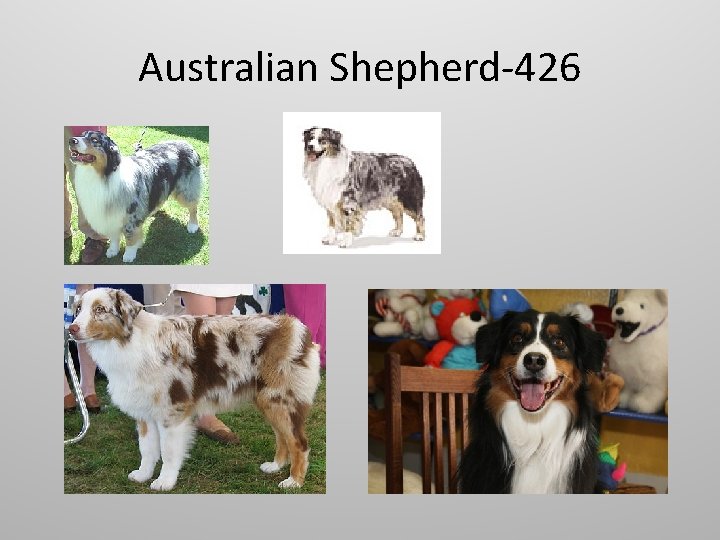 Australian Shepherd-426 
