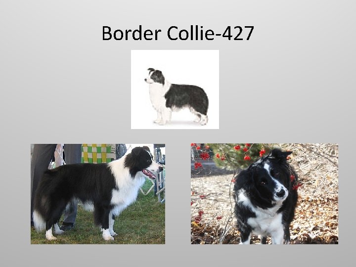 Border Collie-427 