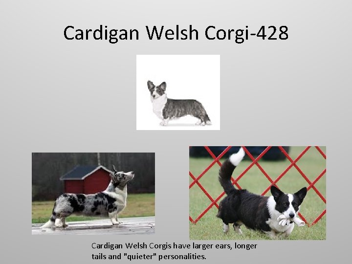Cardigan Welsh Corgi-428 Cardigan Welsh Corgis have larger ears, longer tails and "quieter" personalities.