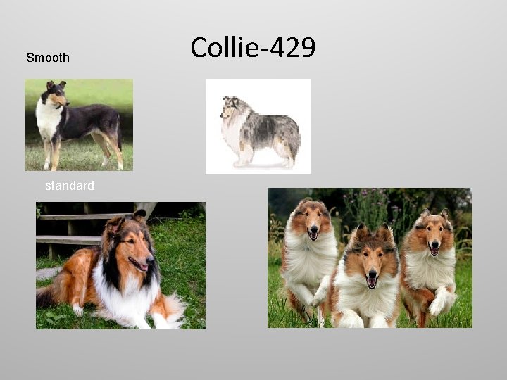 Smooth standard Collie-429 