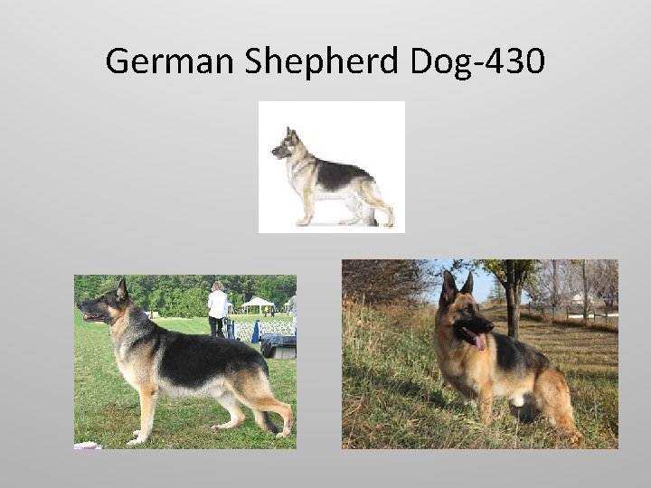 German Shepherd Dog-430 