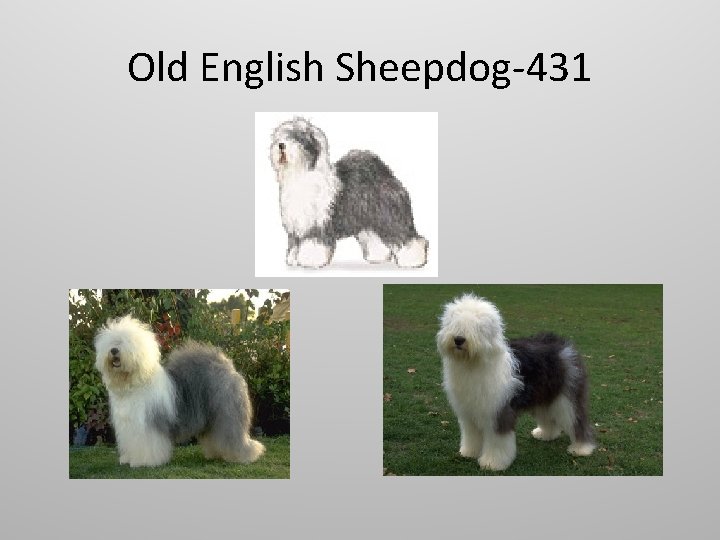 Old English Sheepdog-431 
