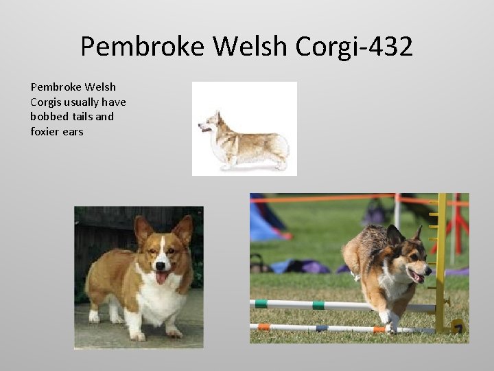 Pembroke Welsh Corgi-432 Pembroke Welsh Corgis usually have bobbed tails and foxier ears 