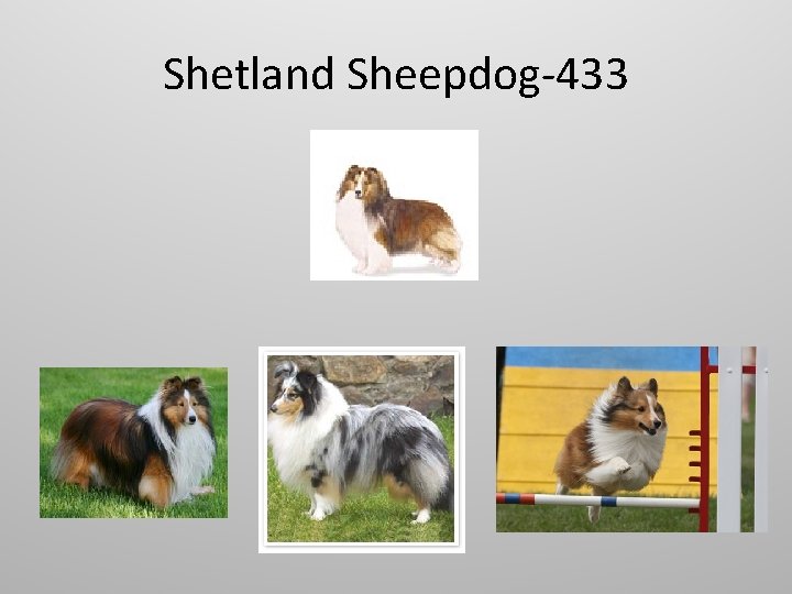 Shetland Sheepdog-433 