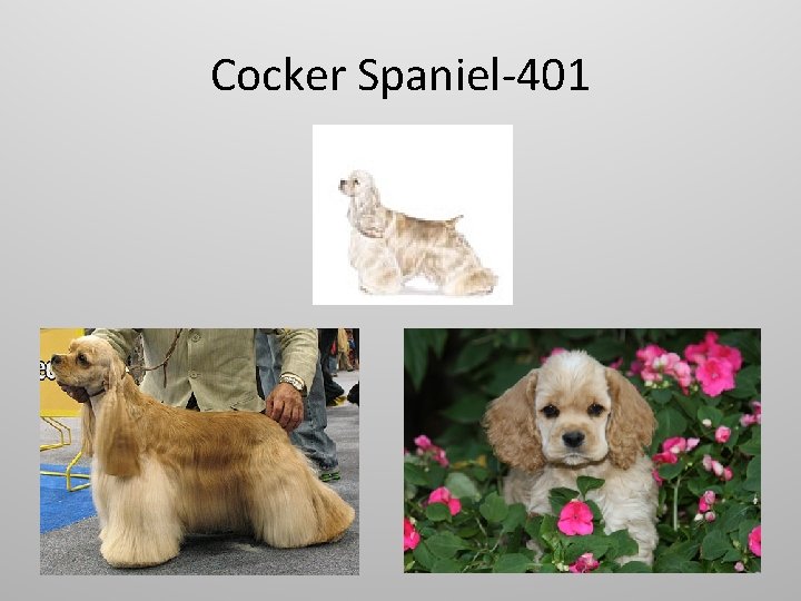 Cocker Spaniel-401 