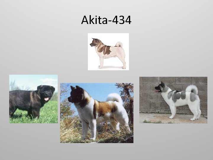 Akita-434 