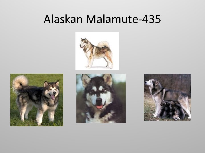 Alaskan Malamute-435 