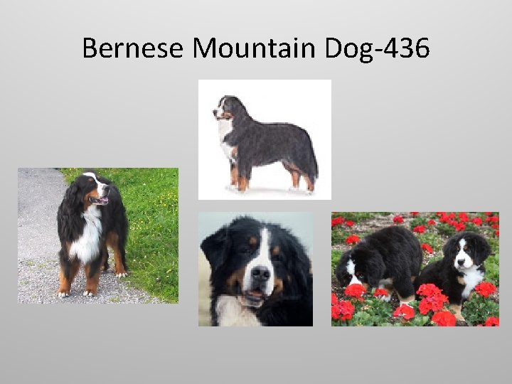 Bernese Mountain Dog-436 