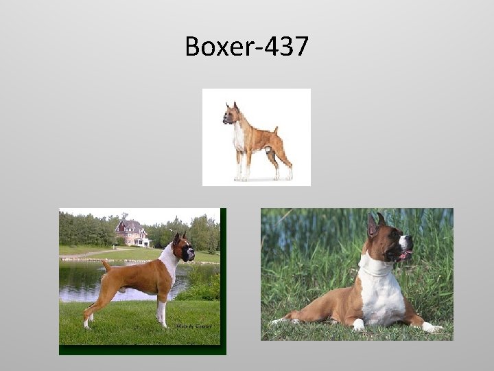 Boxer-437 