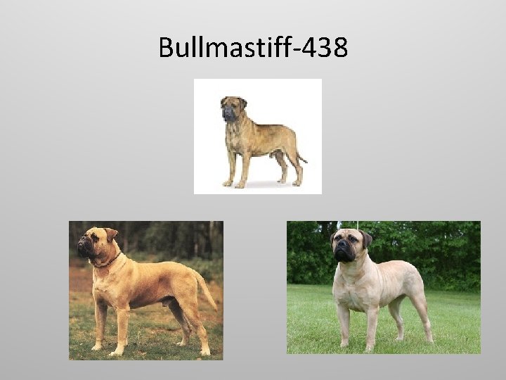 Bullmastiff-438 