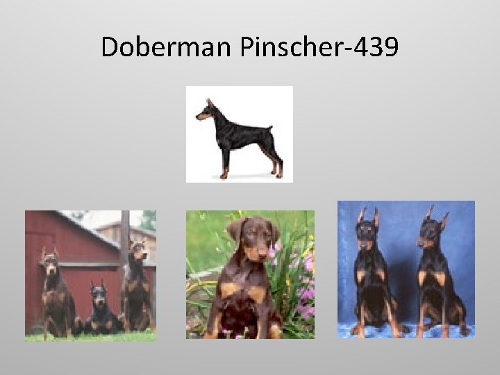 Doberman Pinscher-439 