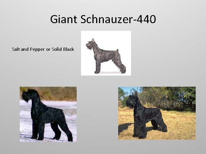 Giant Schnauzer-440 Salt and Pepper or Solid Black 