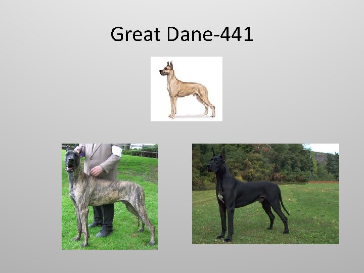 Great Dane-441 