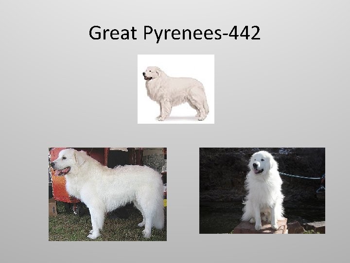 Great Pyrenees-442 