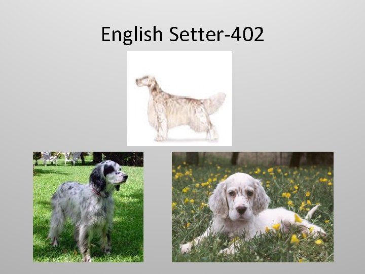 English Setter-402 