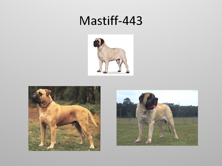 Mastiff-443 