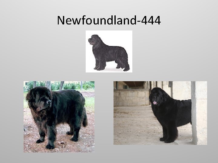 Newfoundland-444 