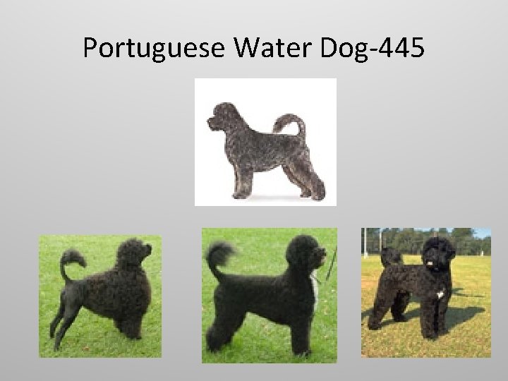 Portuguese Water Dog-445 