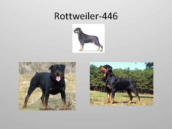 Rottweiler-446 