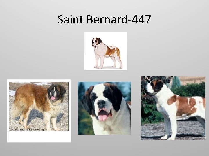 Saint Bernard-447 