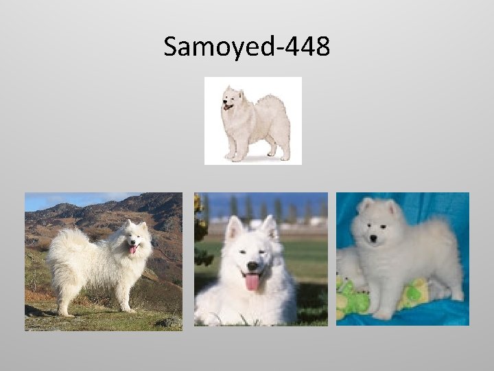 Samoyed-448 