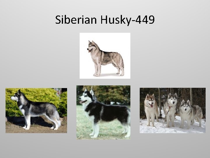 Siberian Husky-449 