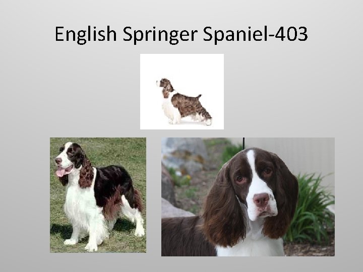 English Springer Spaniel-403 