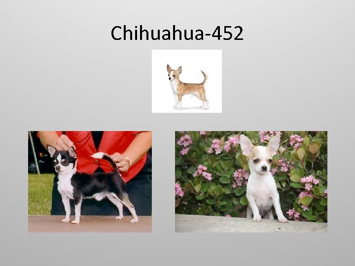 Chihuahua-452 