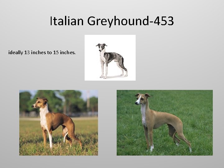 Italian Greyhound-453 ideally 13 inches to 15 inches. 