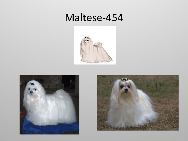 Maltese-454 