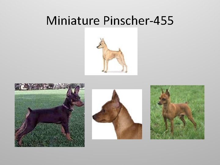 Miniature Pinscher-455 