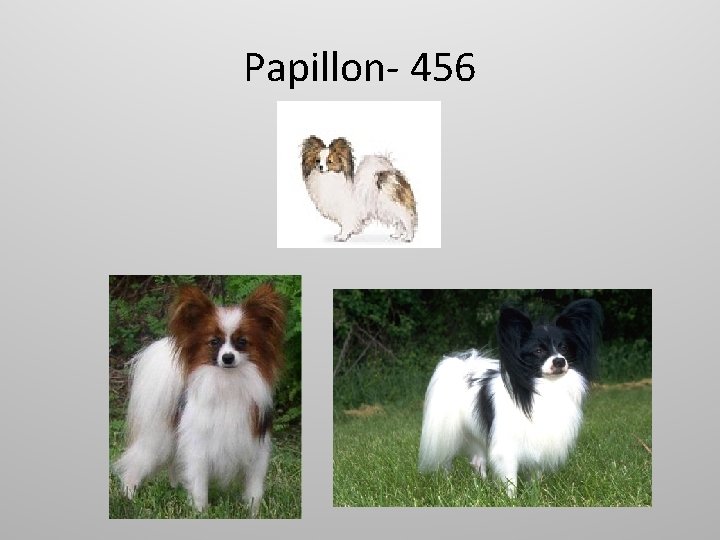 Papillon- 456 
