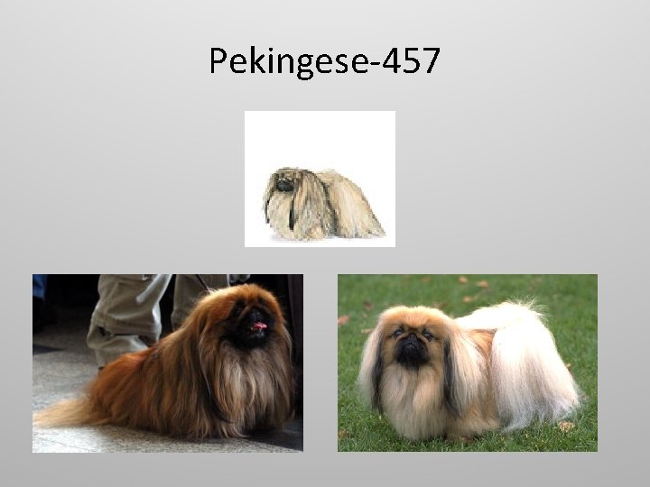 Pekingese-457 
