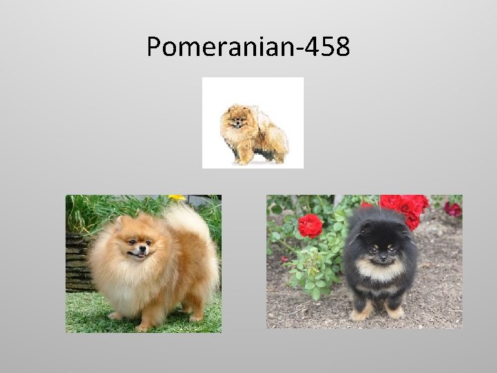 Pomeranian-458 